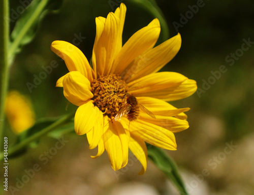 Bee landing on a sunflower in Central Texas