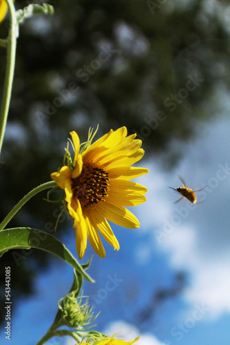 Bee flying to a sunflower in Central Texas
