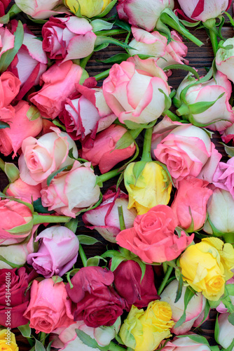 Fresh roses background  lot vatiety of colors