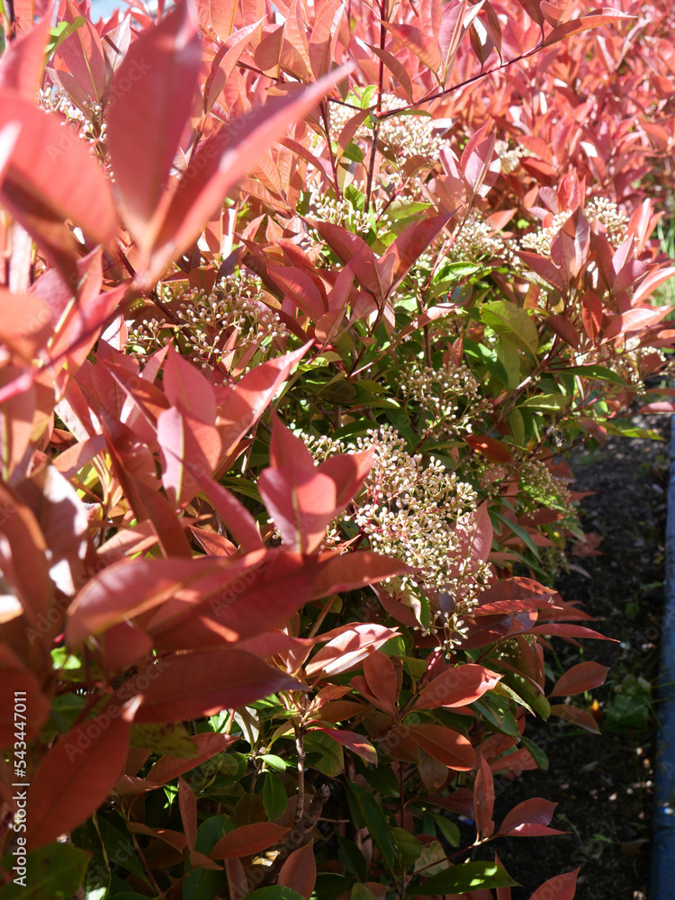 Photinia glabra, Red robin flowers the Japanese photinia, is a species