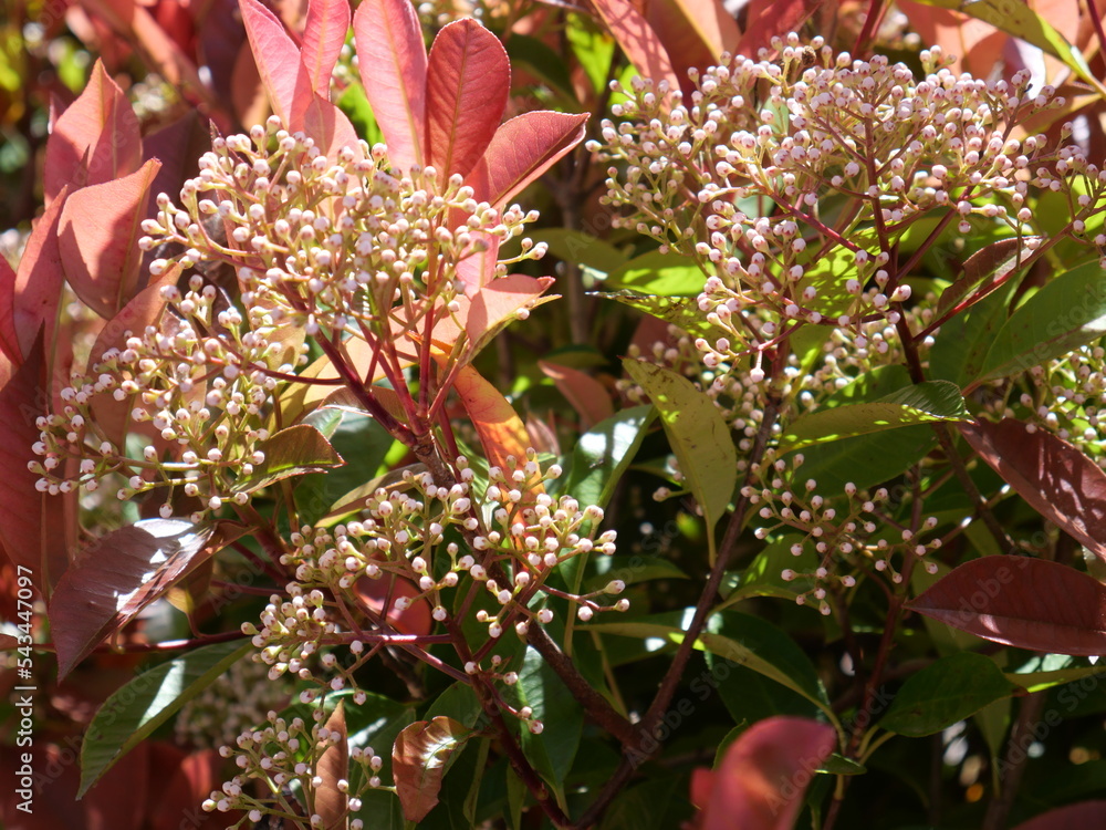 Photinia glabra, Red robin flowers the Japanese photinia, is a species