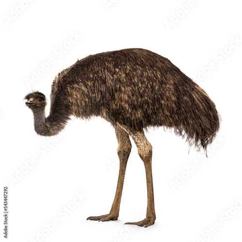 Adult emu bird aka Dromaius novaehollandiae, standing side ways. Head down. Isolated on a white background. photo