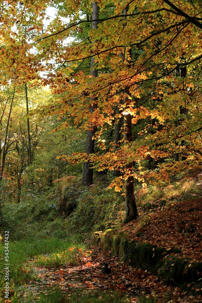 Jesienny ranek w lesie - obrazy, fototapety, plakaty 
