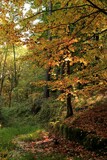 Jesienny ranek w lesie