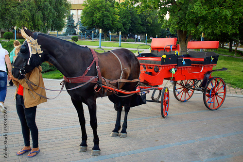A large beautiful dark horse with a cap on his head harnessed to a red carriage © Vladimir Bartel