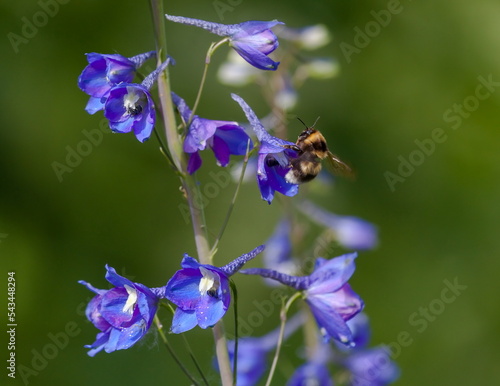 Fotobehang Blue delphinium flower and bumblebee close-up on a background of greenery