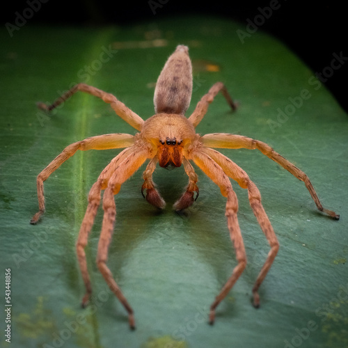 Huntsman Spider (Thelcticopis sp.) à Singapour