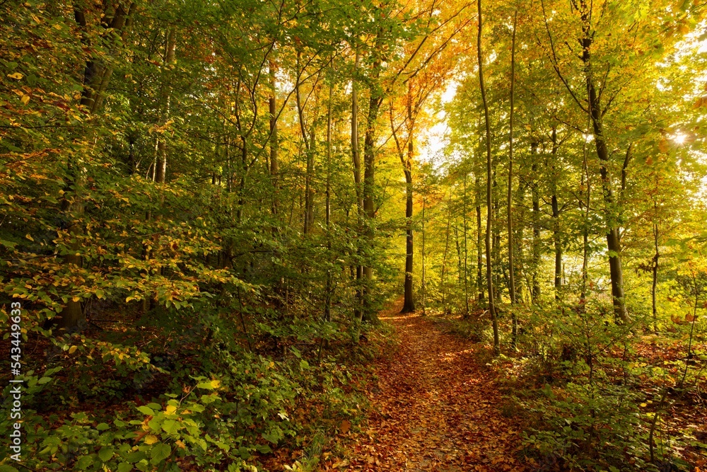 Herbstwald