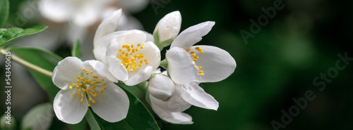 Close up of jasmine flowers in a garden.