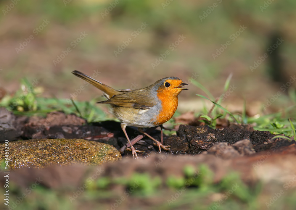 Close-up of a variety of European robin (Erithacus rubecula) on a black elder bush and near a drinking bowl. Some hold elderberries in their beaks. Close-up of a variety of European robin (Erithacus rubecula) on a black elder bush and near a drinking bowl. Some hold elderberries in their beaks.