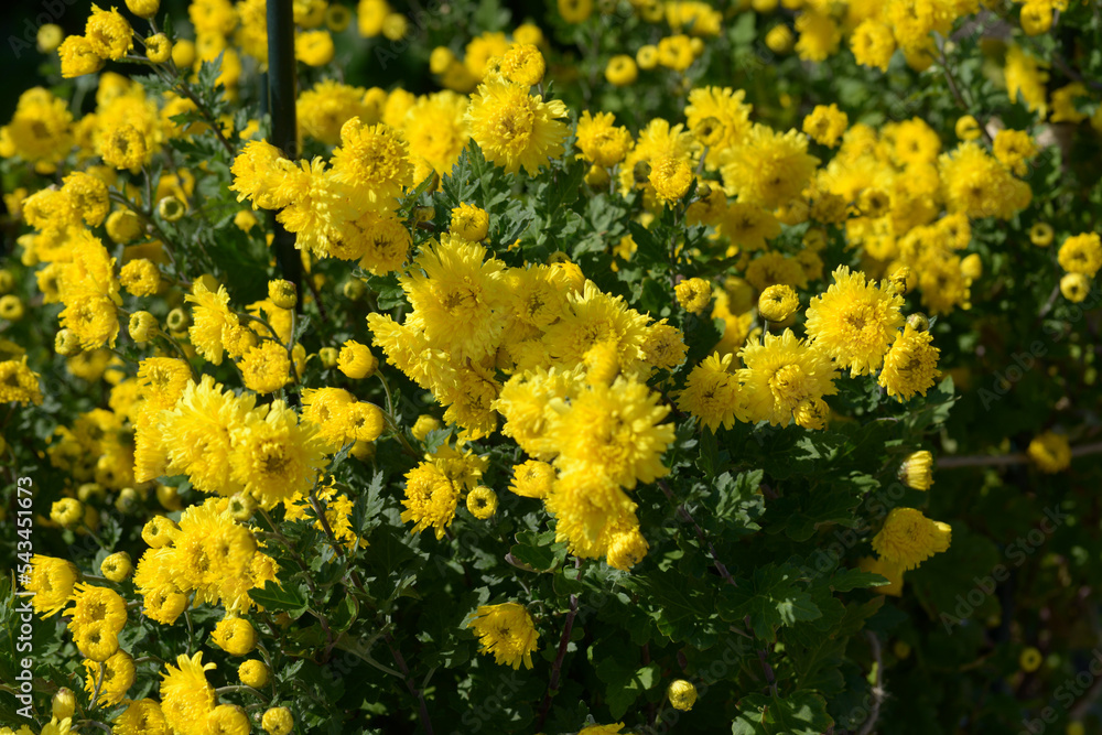 Fototapeta premium 坂本菊