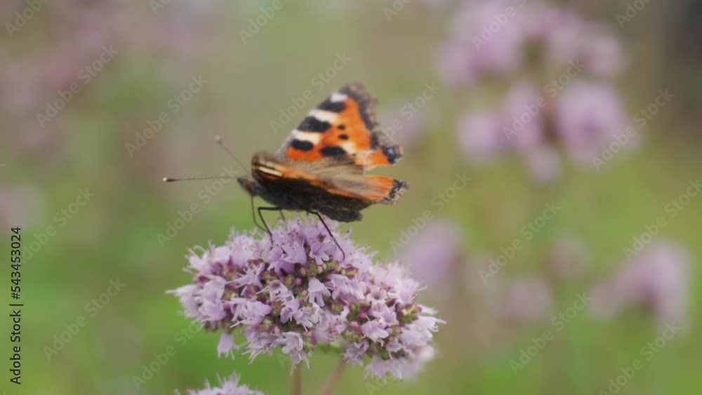 Butterflies and bees collecting pollen from violet flowers in lush green field in a countryside Butterflies and bees collecting pollen from violet flowers in lush green field in a countryside