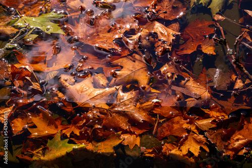 Brittany, France, nature
