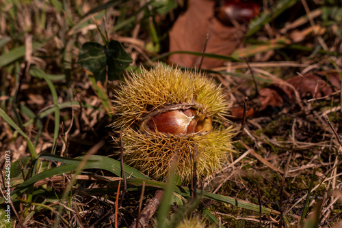 Brittany, France, nature