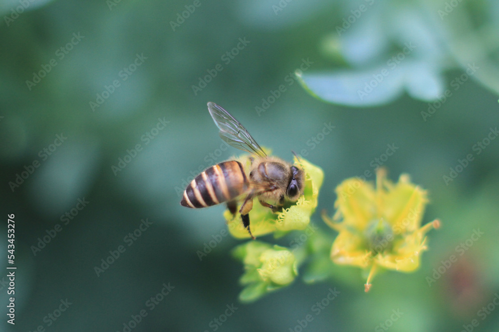 a medicinal plant, the nature back ground a medicinal plant, the nature back ground