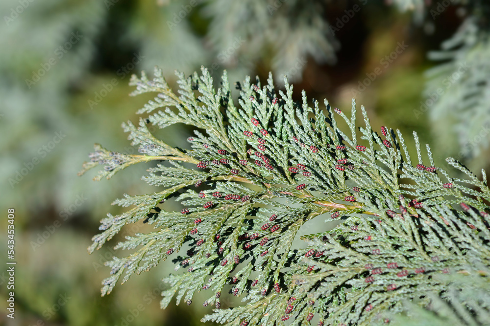 Lawsons Cypress Triomf van Boskoop Lawsons Cypress Triomf van Boskoop