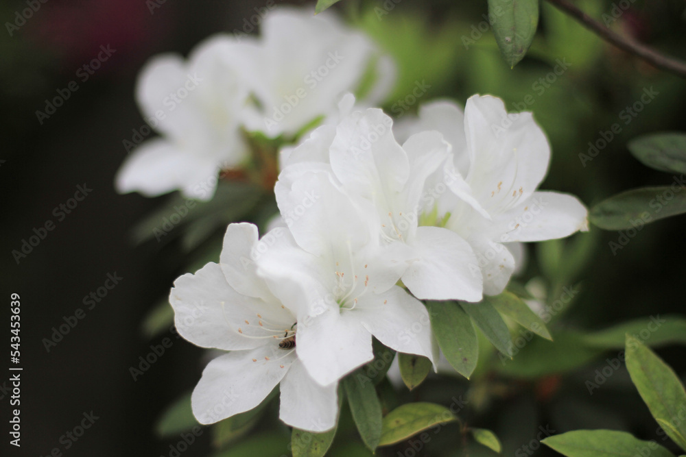 Azaleas blooming in the south, the nature concept 31 March 2012 Azaleas blooming in the south, the nature concept 31 March 2012