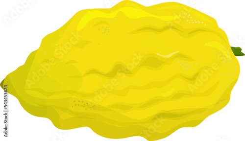 Etrog. One of the four traditional symbols of the Jewish holiday of Sukkot. Citron. Esrog.Traditions. Vector illustration. Isolated image on white background.