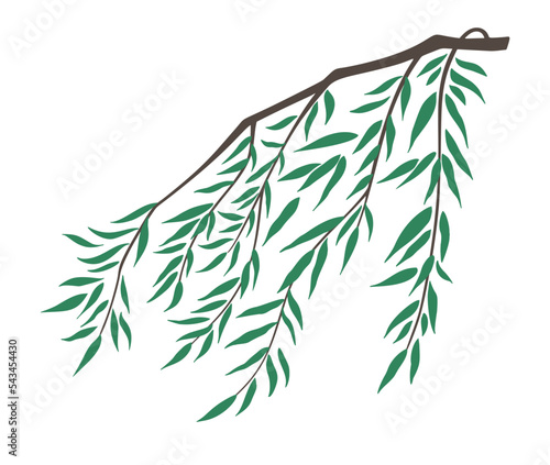 Weeping willow branch and leaves vector illustration isolated on white background. Chinoiserie design element. Wilow branch swaying in the wind. Nature illustration asian Chinese Japanese style.