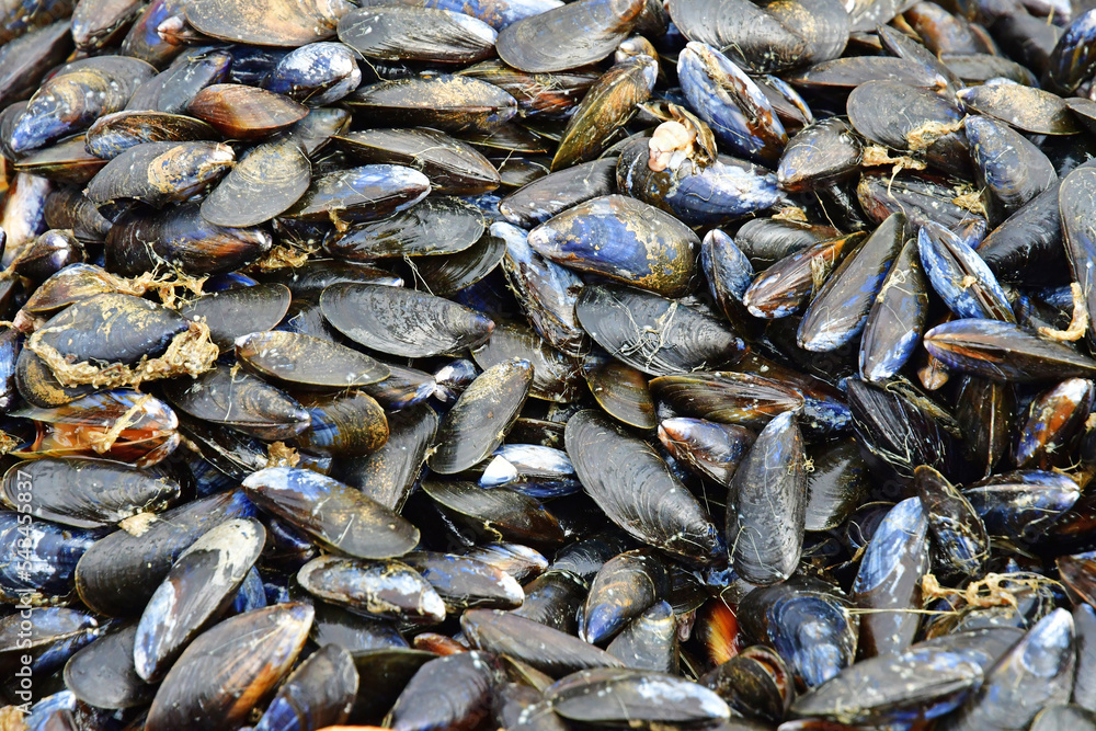 Allaire; France - october 23 2022 : mussells