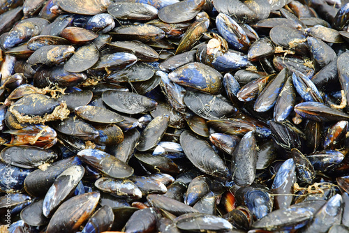 Allaire; France - october 23 2022 : mussells