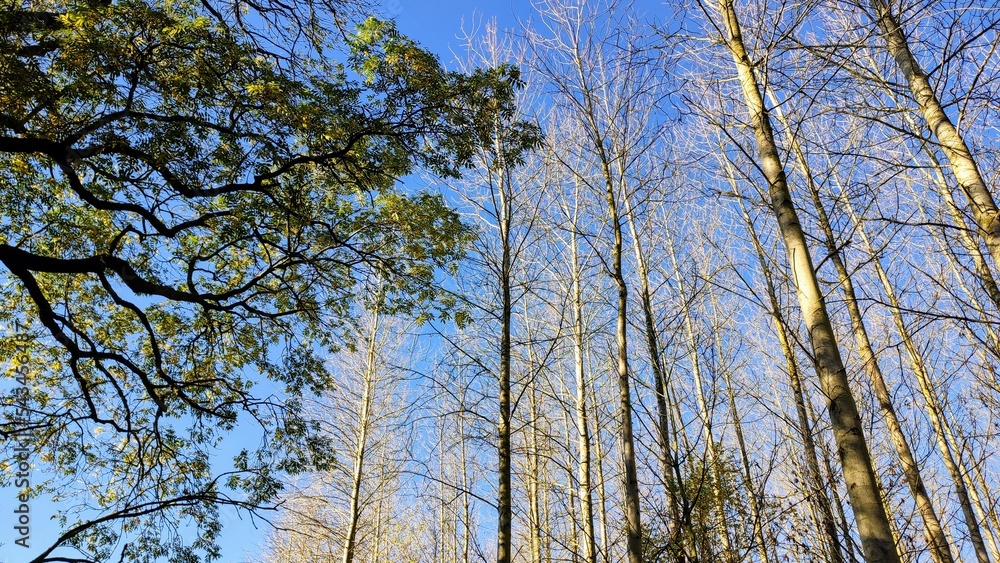 Obraz premium trees in the sky