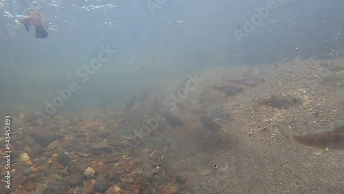 Spawning underwater video of Amemasu in the wetland river in eastern Hokkaido in autumn photo