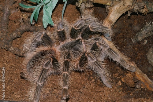 Closeup of a hairy tarantula spider.