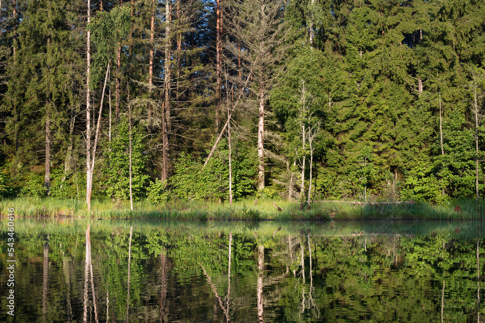 Obraz premium Lake in the forest