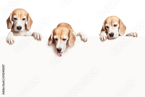 Photography Three beagle dogs looking down at the blank sign with paws hanging over