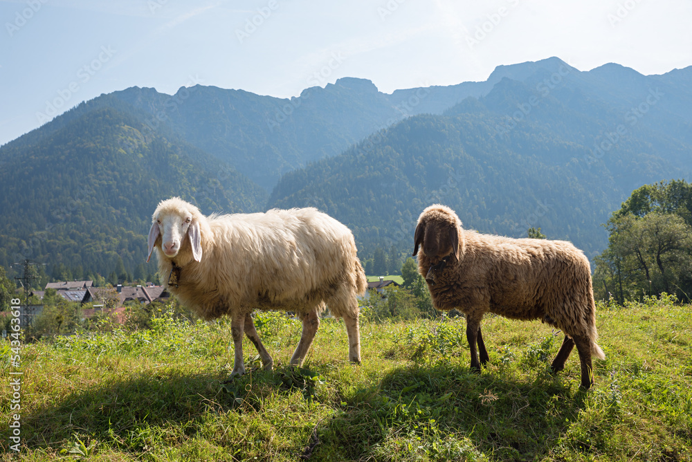 Obraz premium two sheeps with fluffy winter coat. Estergebirge mountains in the background.