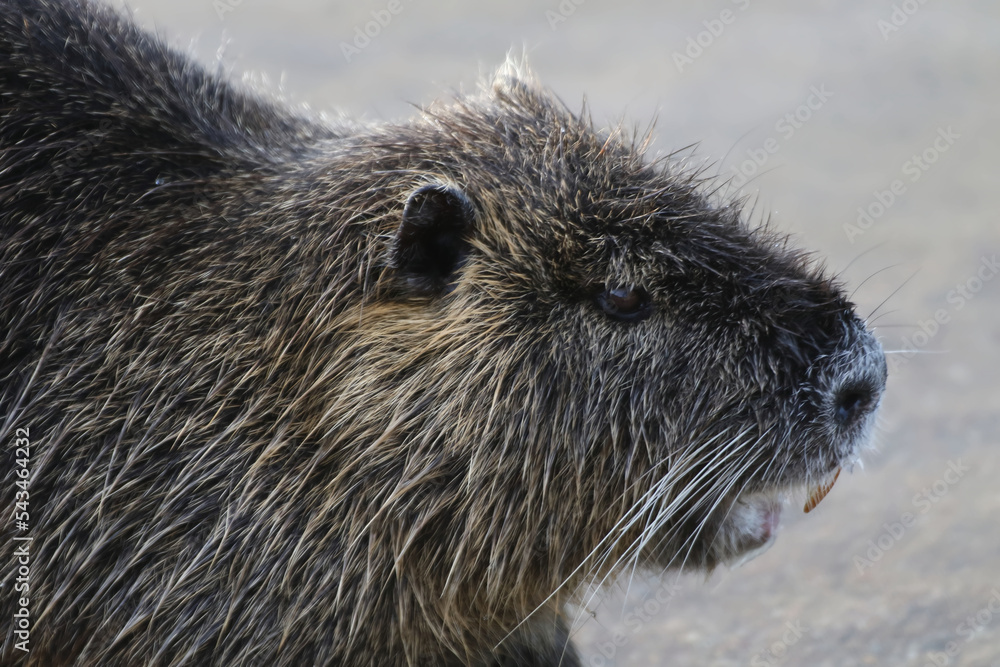 detail of a coypu