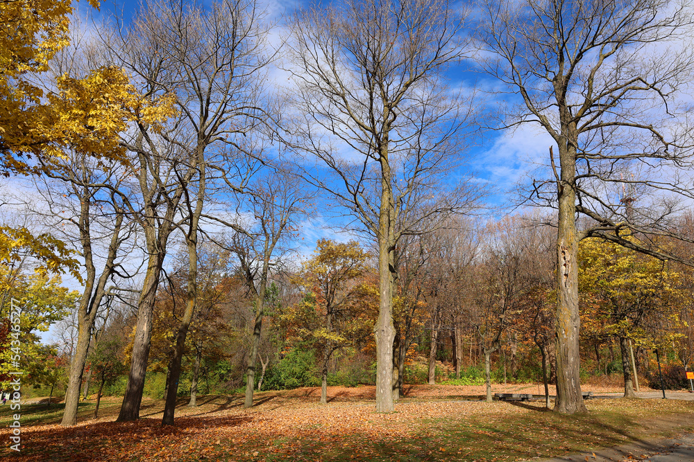 North america fall landscape trees from the bottom eastern townships Granby Quebec province Canada