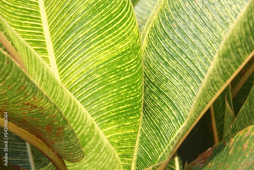 leaves of ornamental plant types of bananas