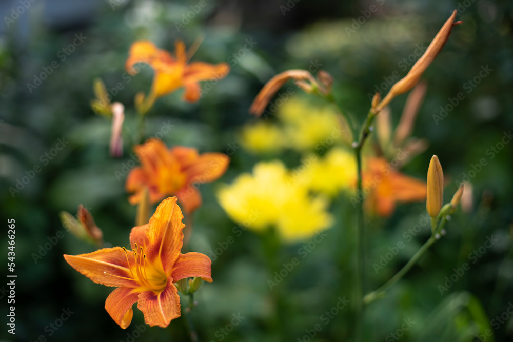 Flowers in garden. Summer flowers in flower bed. Details of nature. Flowers in garden. Summer flowers in flower bed. Details of nature.