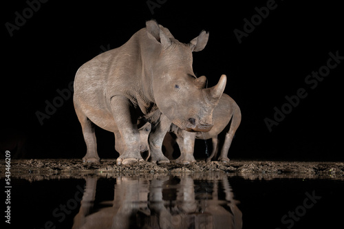 Southern white rhino at a waterhole