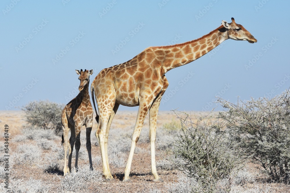 Obraz premium Steppengiraffe mit Jungtier im Etoscha Nationalpark in Namibia. 