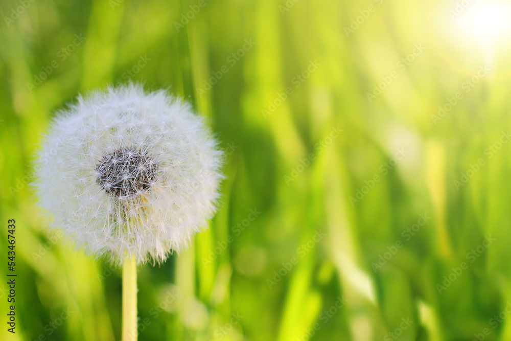 Fluffy texture of a white dandelion flower close-up. The concept of fragility. spring time. Fluffy texture of a white dandelion flower close-up. The concept of fragility. spring time.