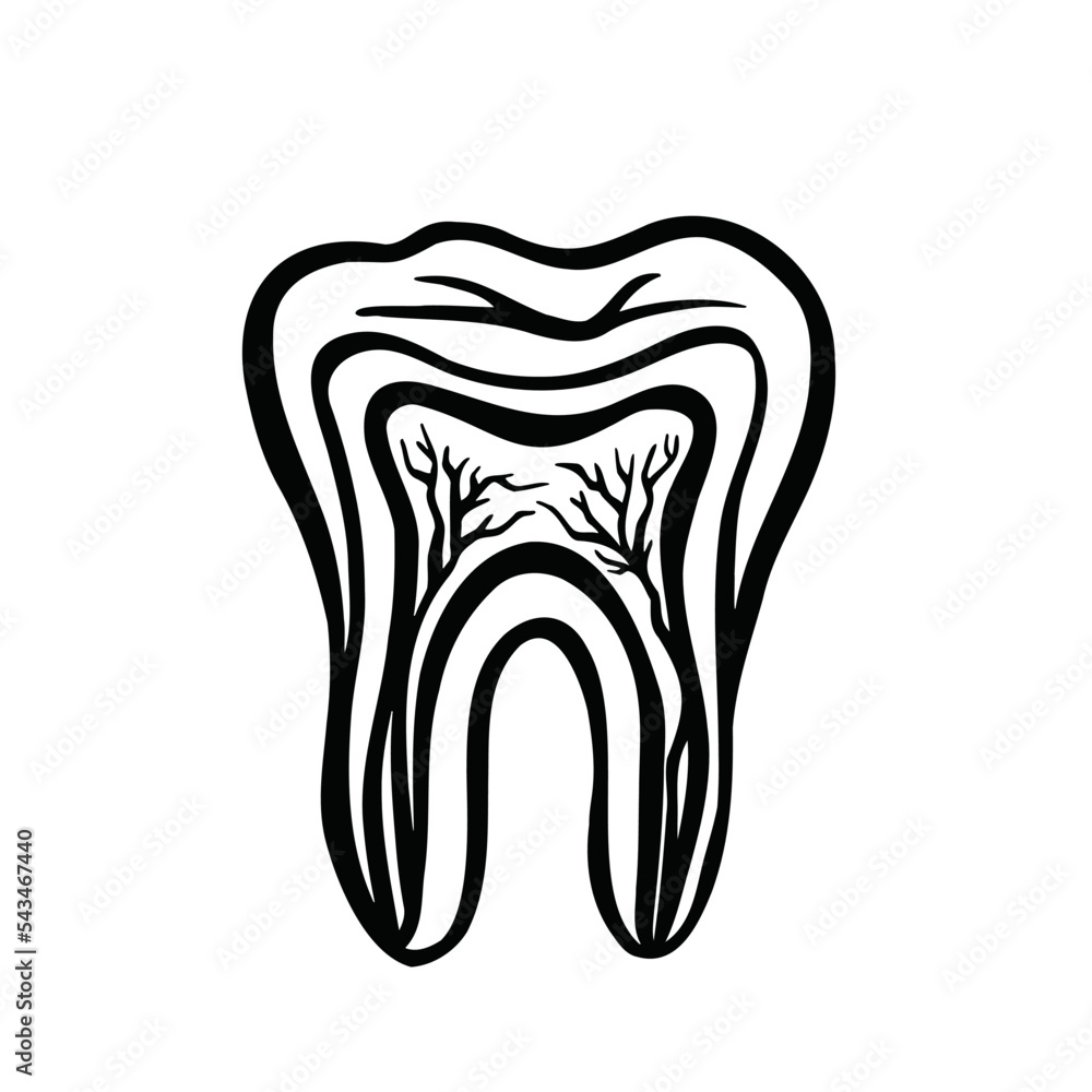 Nervous system of the tooth, cutaway tooth, stomatology, monochrome vector Nervous system of the tooth, cutaway tooth, stomatology, monochrome vector