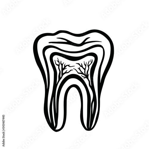 Nervous system of the tooth, cutaway tooth, stomatology, monochrome vector