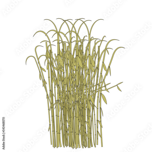 Sugar cane, Sugar cane plant, Ganna