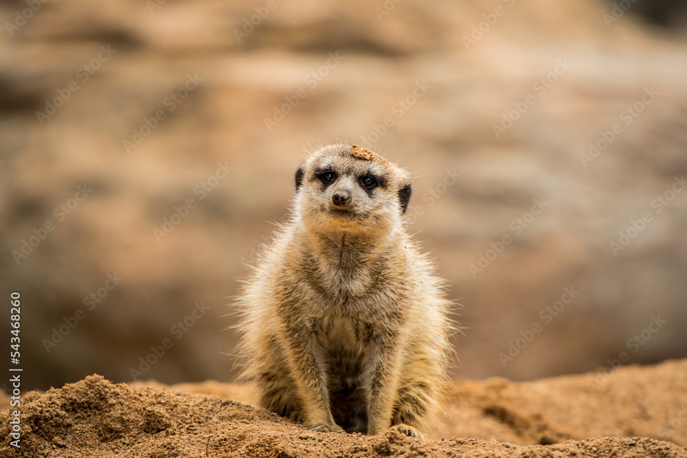 meerkat on the lookout meerkat on the lookout
