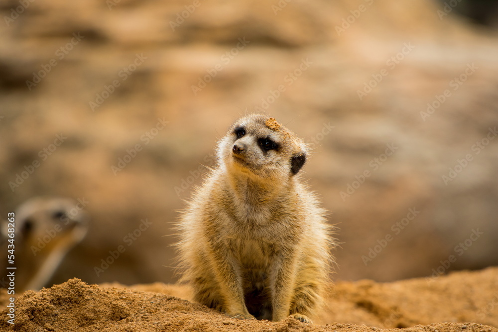 meerkat on the lookout meerkat on the lookout