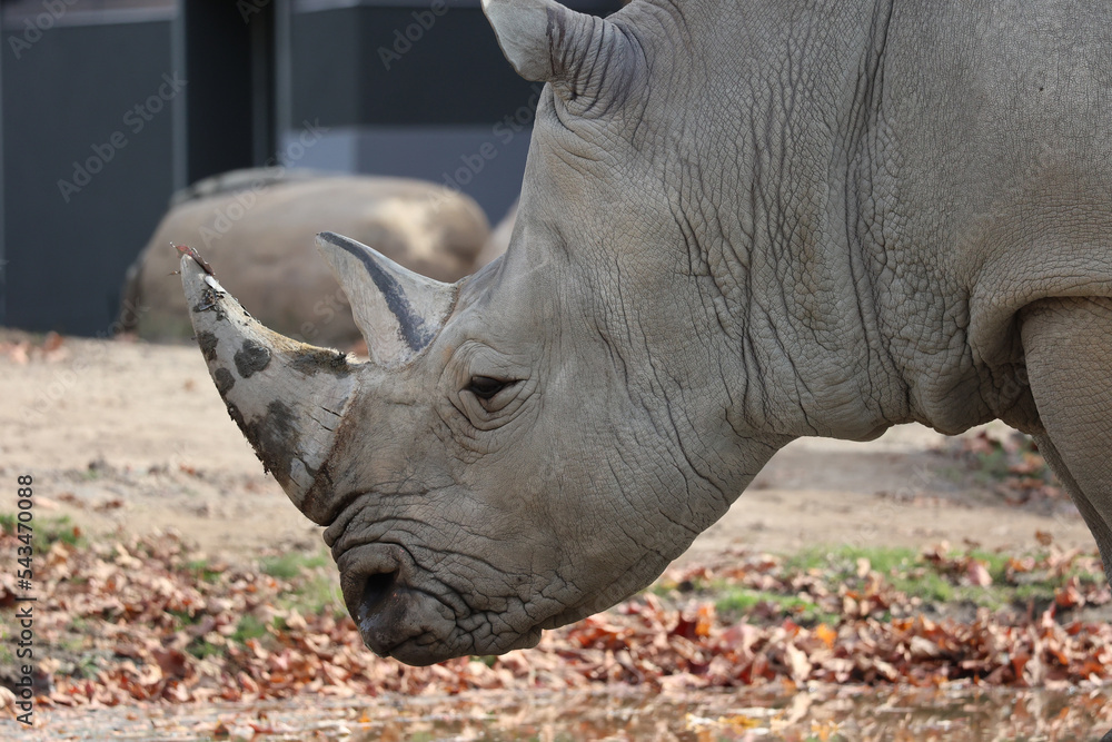 Obraz premium In fall the white rhinoceros or square-lipped rhinoceros is the largest extant species of rhinoceros. It has a wide mouth used for grazing and is the most social of all rhino species