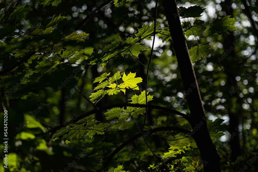Fototapeta premium leaves