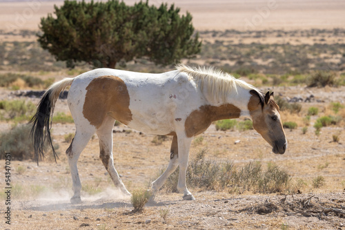 Beautiful Wild Horse in the Utah Desert in Summer