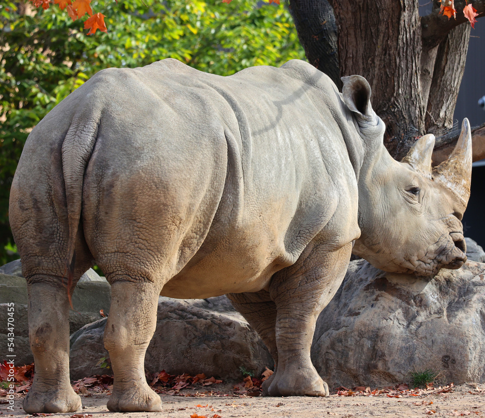 In fall the white rhinoceros or square-lipped rhinoceros is the largest extant species of rhinoceros. It has a wide mouth used for grazing and is the most social of all rhino species In fall the white rhinoceros or square-lipped rhinoceros is the largest extant species of rhinoceros. It has a wide mouth used for grazing and is the most social of all rhino species
