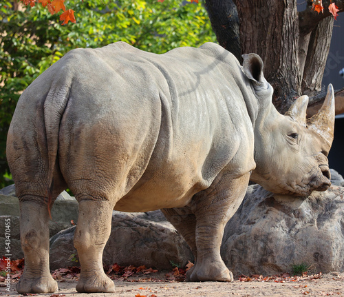 In fall the white rhinoceros or square-lipped rhinoceros is the largest extant species of rhinoceros. It has a wide mouth used for grazing and is the most social of all rhino species