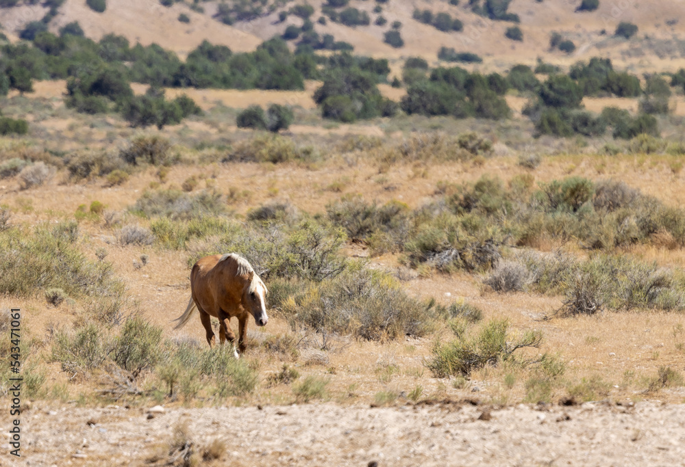 Fototapeta premium Beautiful Wild Horse in the Utah Desert in Summer