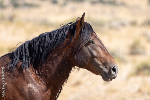 Beautiful Wild Horse in the Utah Desert in Summer
